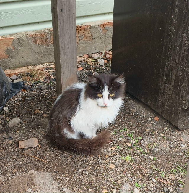 Срочно! Котята ищат дом. 89281084250