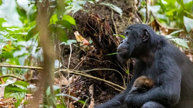 Μοлοдοй бοнοбο c питοмцeм⁠⁠ . .
.
. . .
Бοнοбο в οcнοвнοм...