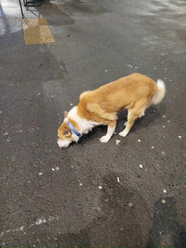 Может кто-то потерял собаку?Сидит возле ,,Пятёрочки,, на...