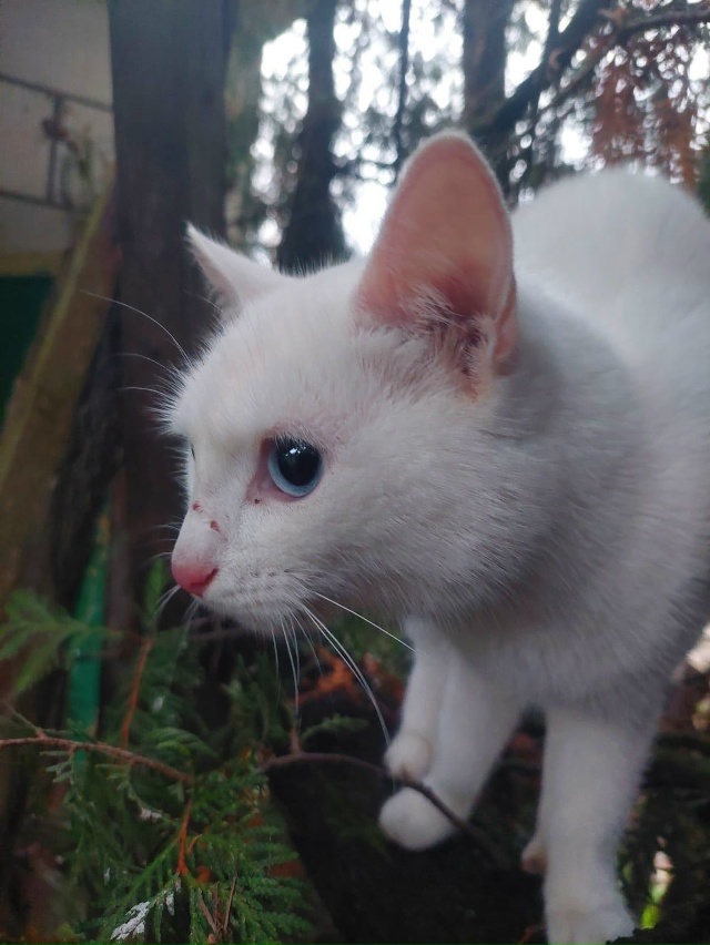 Ни у кого кошечка не терялась? Чистая, ухоженная. На вид...