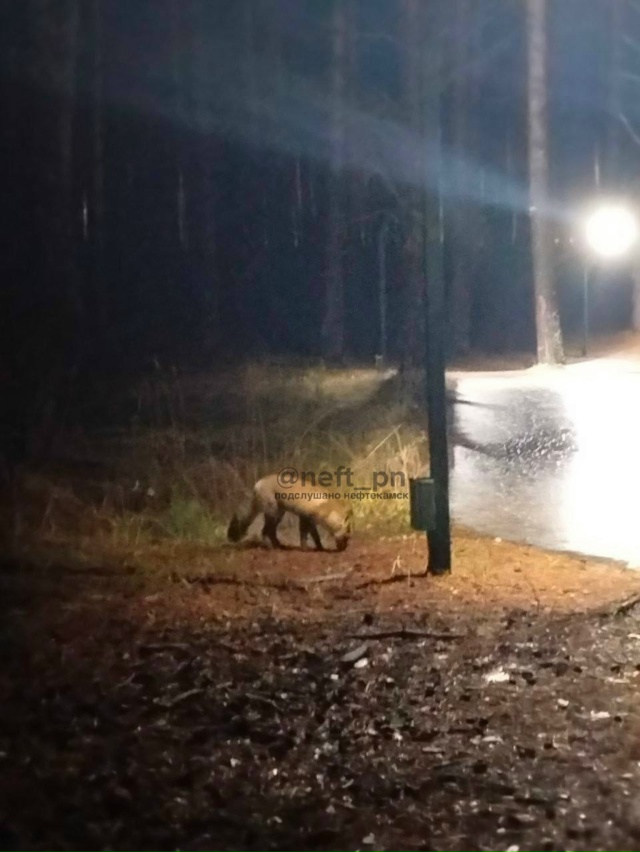 Возле Полуденки бегает 🦊