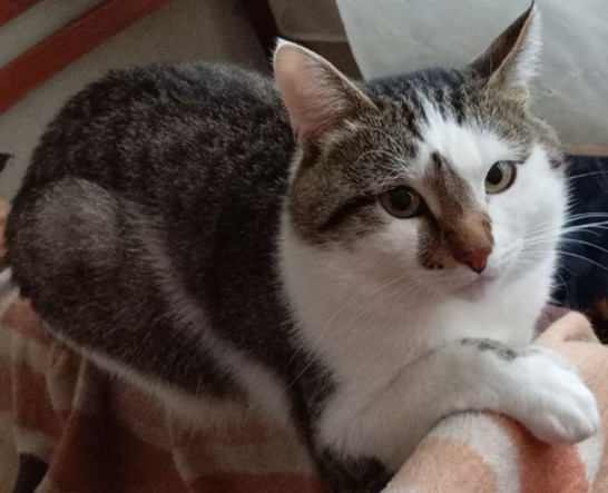 Потерялся домашний кот. Район поселок, 10 садик. На улиц?...