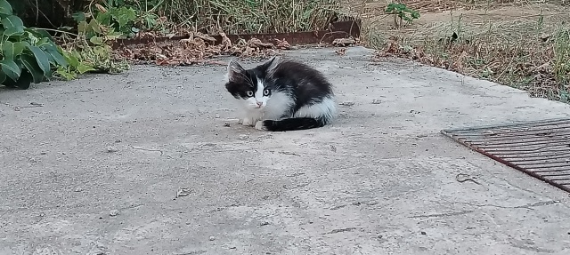 Отдам котят в добрые руки🐱
От кошки мышеловки .
Возрас...