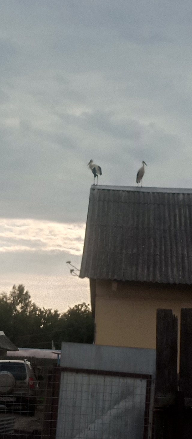 Аист на крыше, мир на земле.
Анон.