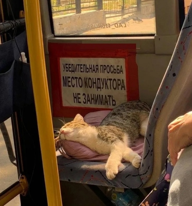 Место кондуктора не занимать! А лучше — любоваться
Не...