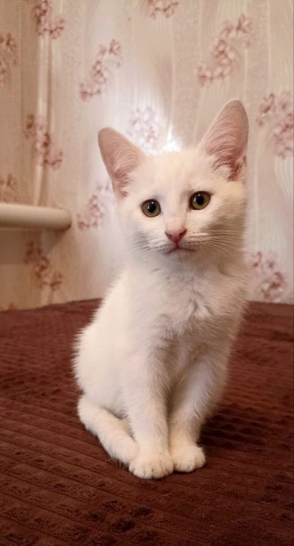 🐾 Срочно ищем любящие семьи для 3 замечательных котят!...