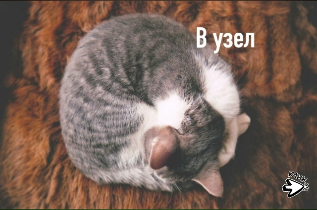 Любимые позы для сна)