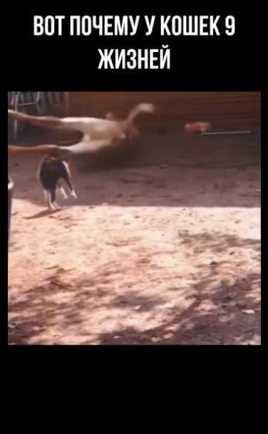 Безумные коты
