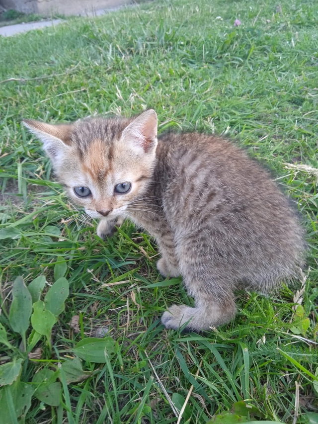 Кошечка 1,5 мес., в добрые руки. 8 920 886 78 76. ?...