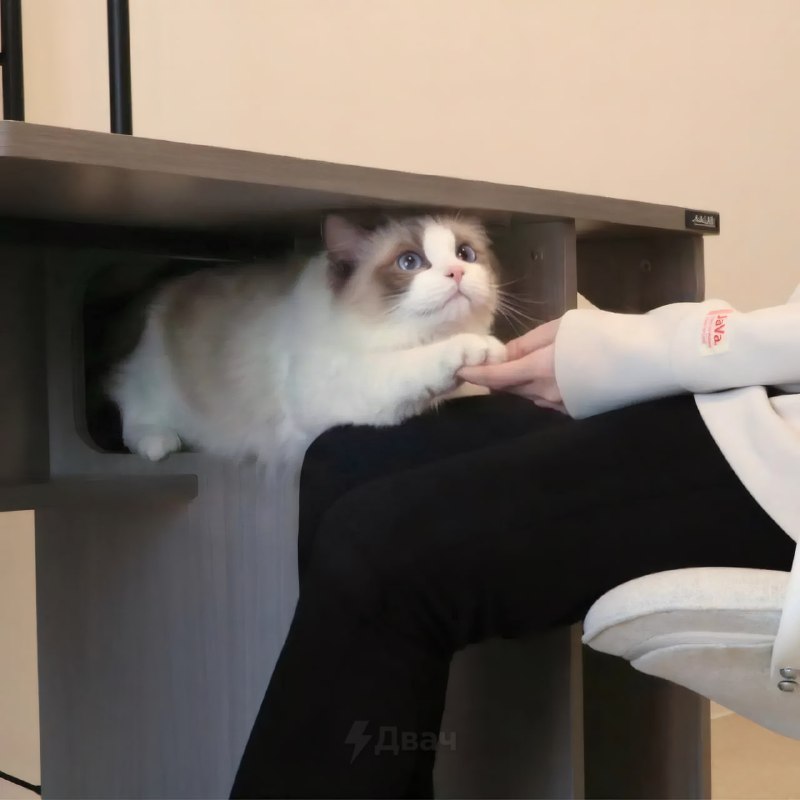 В Японии придумали идеальный компьютерный стол со встроенным домиком для кота — это настоящий мастхэ