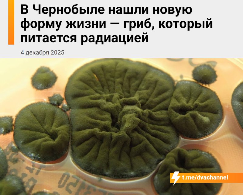 В Чернобыле нашли гриб, которые питается радиацией
Cladosporium sphaerospermum не просто выживает,
