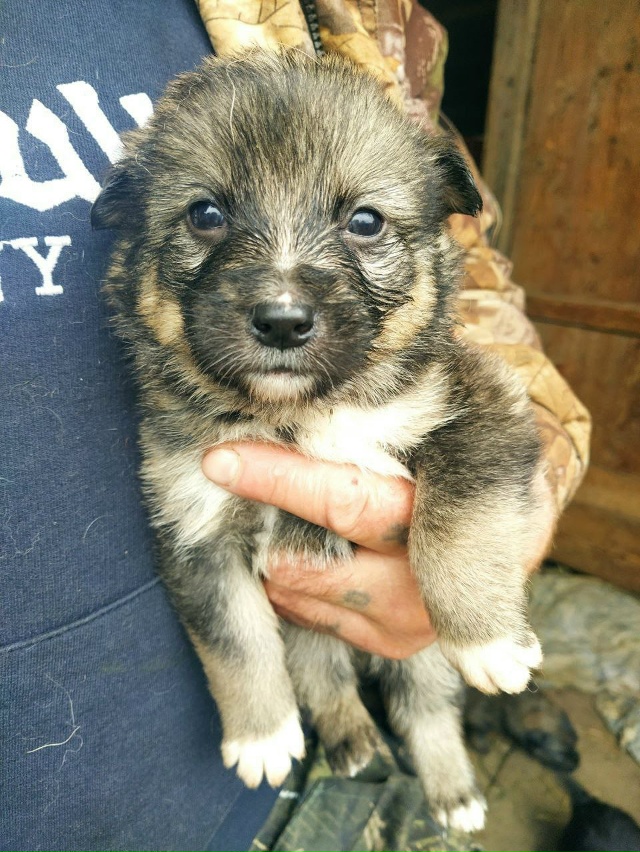 Отдам щенка в добрые руки. Неприхотлив в еде. Шустрый. М...