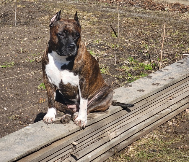 К бронированию предлагаю щенков американского стаффо?...