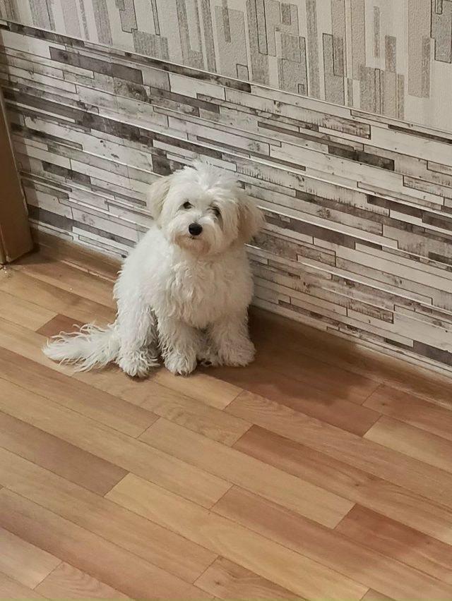 Болонка с КПП Зеленогорска это моя Буля! Третий месяц ?...