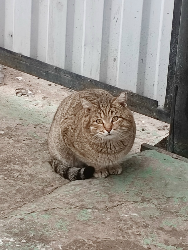 🐱Прибился кот🐱, на Комарова(возле школы √2). Видно чт?...