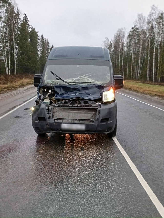 На ефимовской лося 🦌 сбили