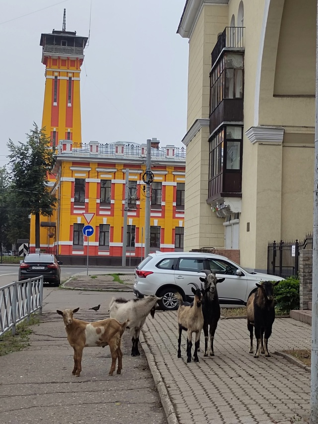 Новый день. Козлы продолжают свое путешествие по город...