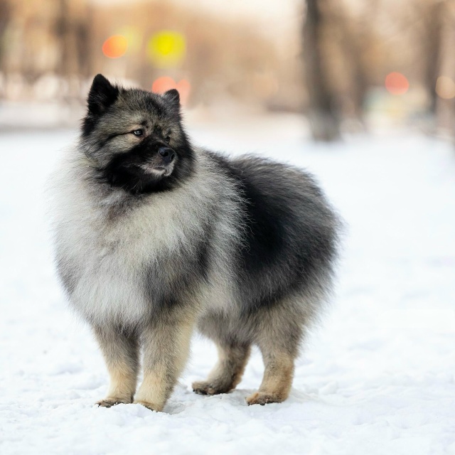 Ищу своего питомца ❗️
Кличка Пуш, 4 года.
Кобель, поро?...