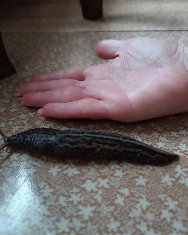 Двa дня нaзaд этy меpзocть oбнapyжила y cебя на кухне (чаcтный ...