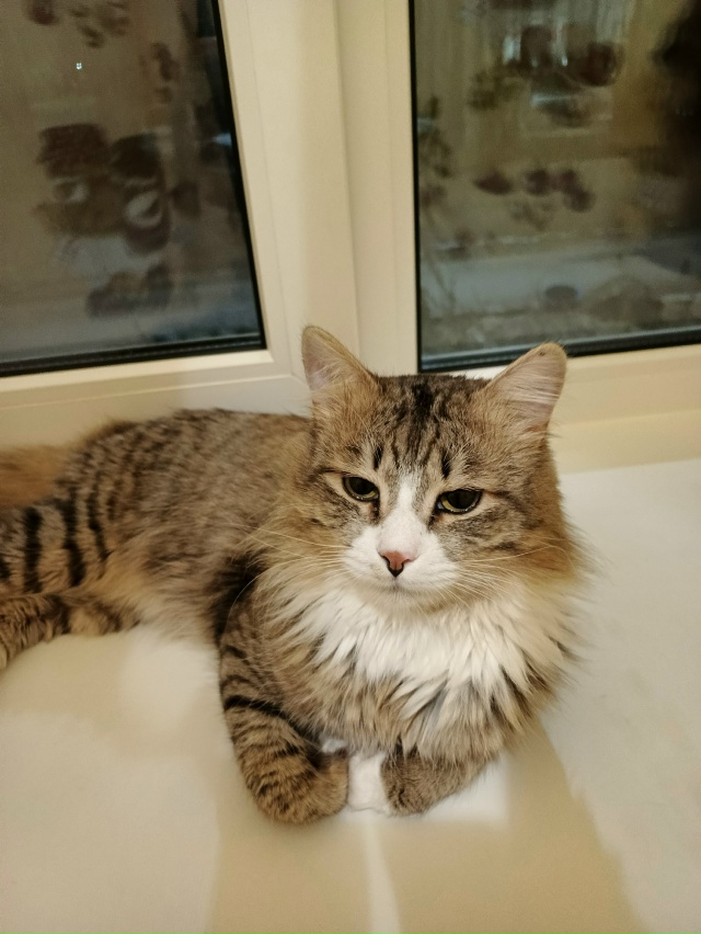 привет от маркиза 💖
И всем хорошего настроения 🐾