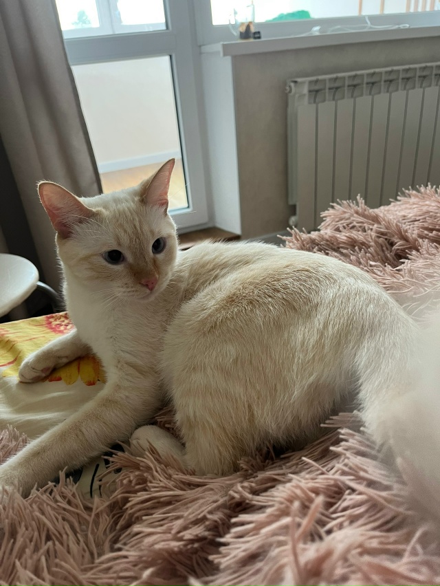 При переезде убежал кот Тайской породы, голубые, слегк?...