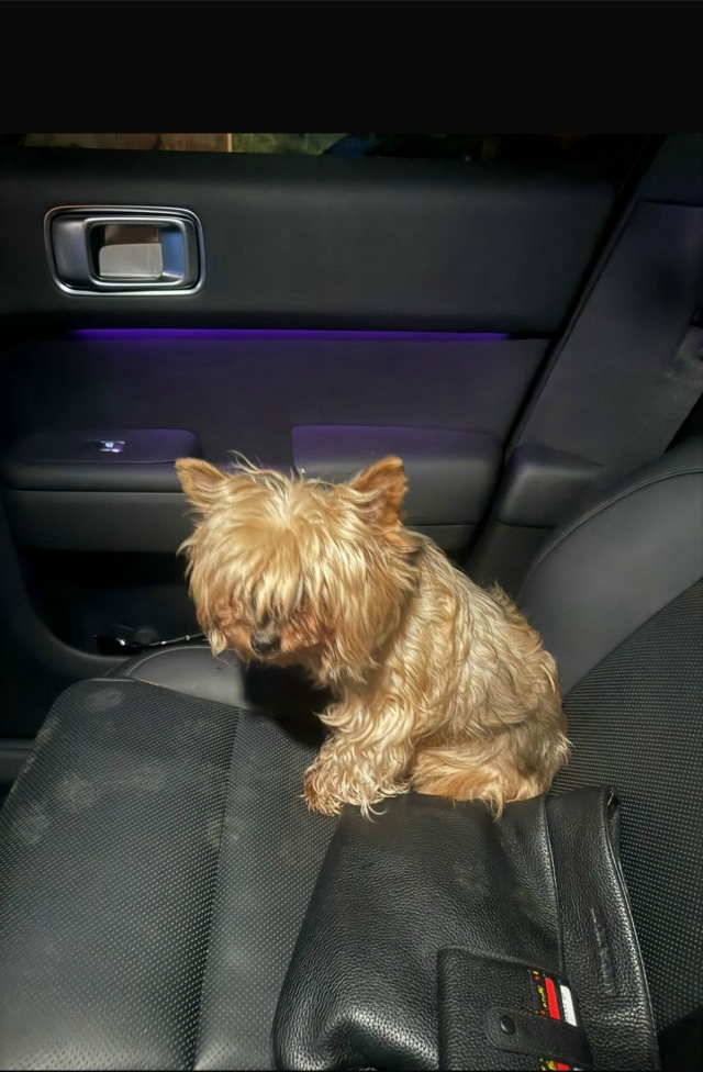 Ищет хозяина! 🐕 йоркширский терьер (мальчик), найден в...