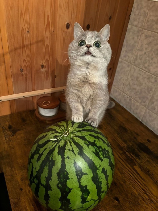 То, что вам сейчас просто необходимо увидеть — кот и ар...