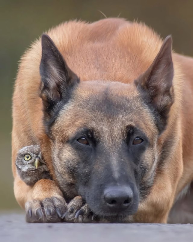 Отвлекитесь на минутку и посмотрите трогательную фотосессию бельгийской овчарки Инго и сычей: это ми