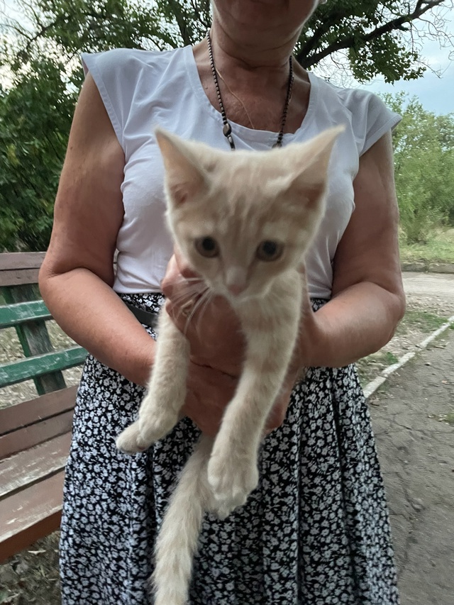 Котята срочно ищут дом! Два мальчика и девочка, котят п?...