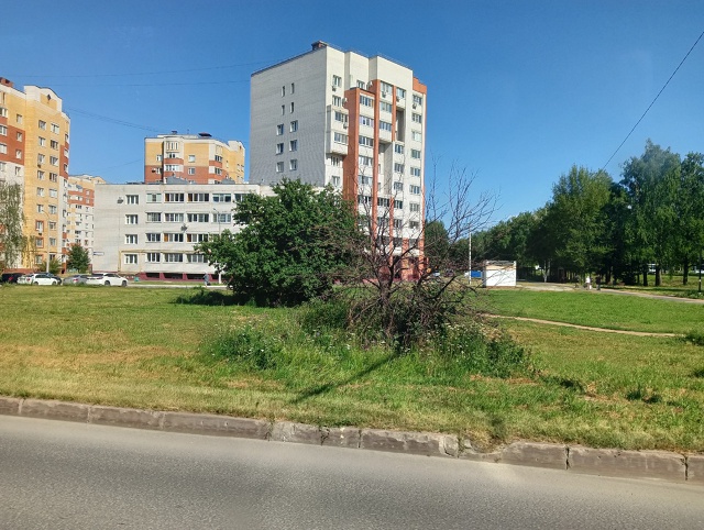 напротив остановки пике сухое дерево