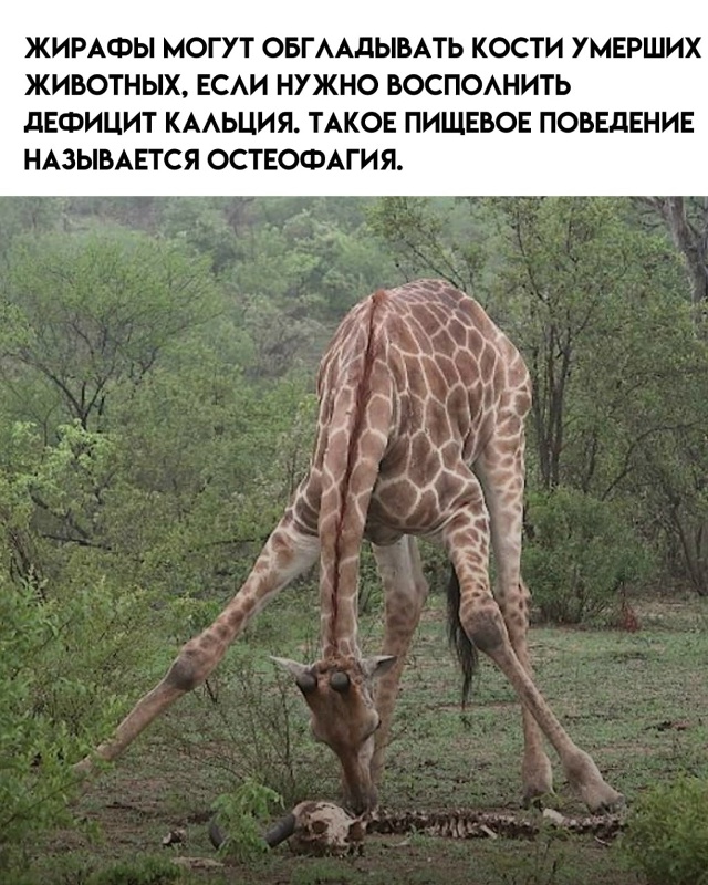 7 любопытных фактов про жирафов.