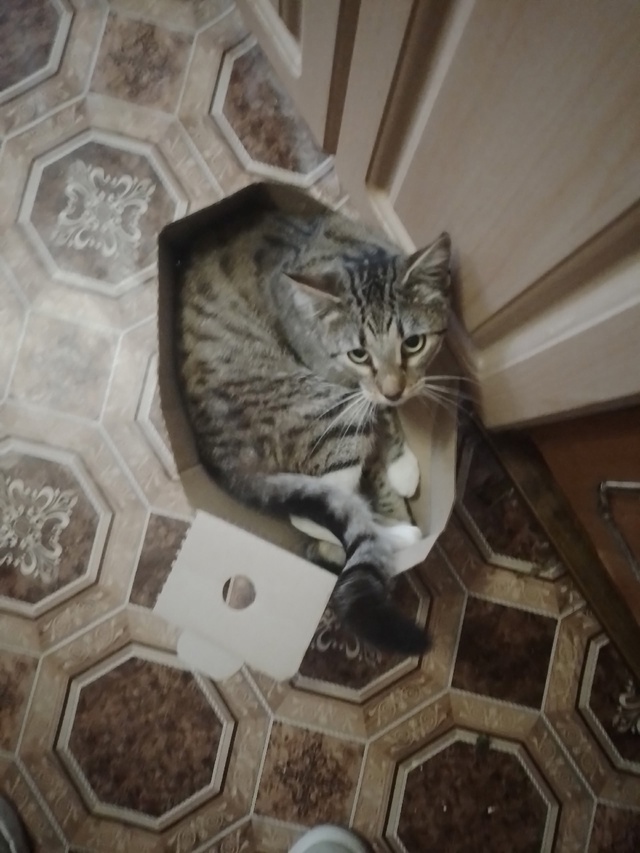🙏🐱Доброго времени суток! потерялся кот в деревне Под...