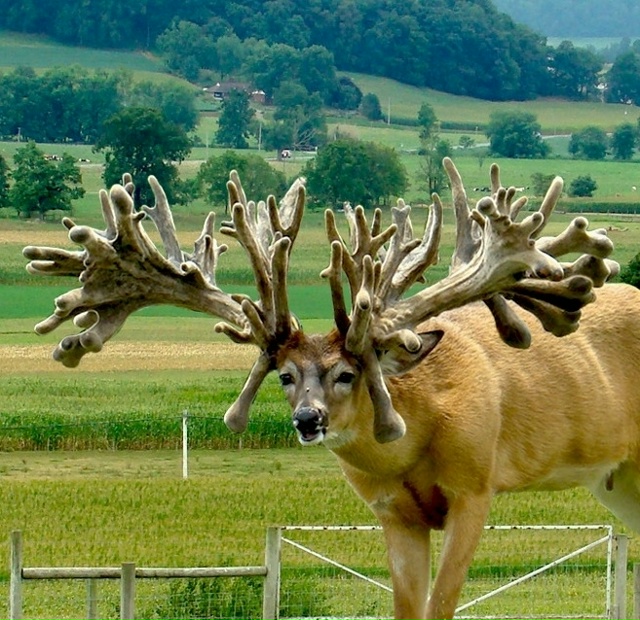 Белохвостый олень: Их рога — биомесиво, а болезнь зомб?...