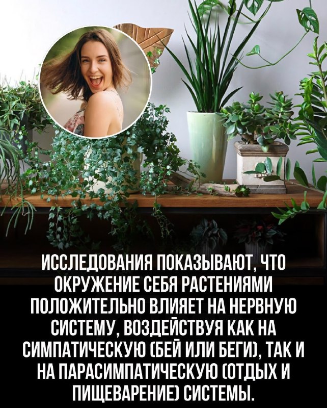 Комнатные растения очищают воздух лучше, чем дорогие фильтры, говорят эксперты
Некоторые из них уби