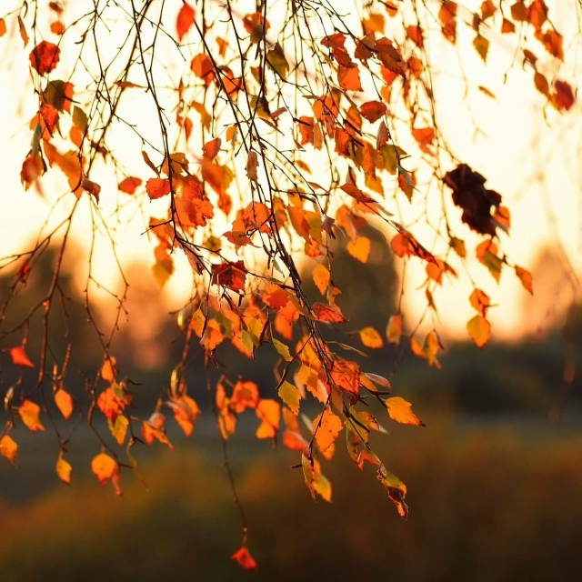 Краски осени🍂