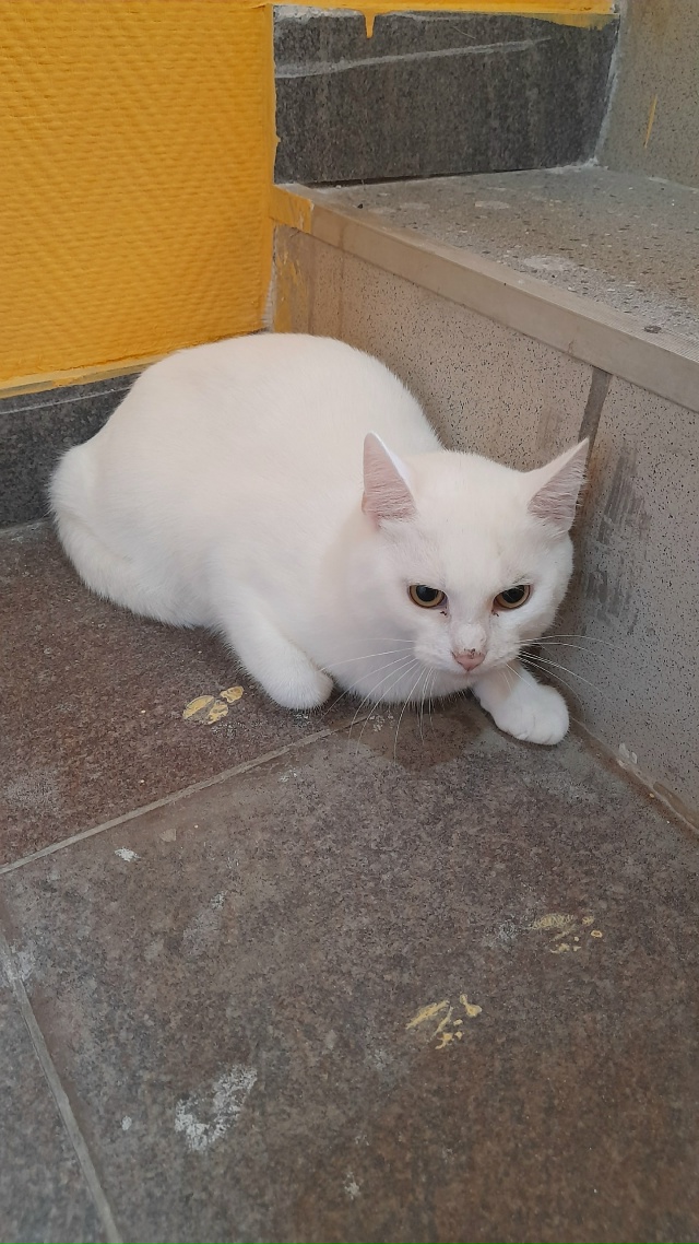 Чей питомец,по виду домашний очень напуган,может выпал...