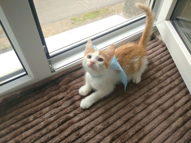 💙 🐈 Рыжий котомальчик находится в поисках своей семь...