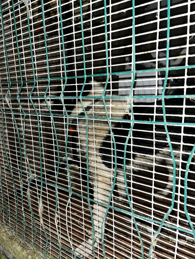 Найдена лайка между Сидозером и Хевроньиным , в 5 утра
...