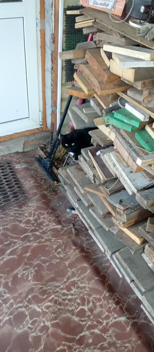 Потерялся котик по адресу Адмирала Нахимова 14. Помогит...