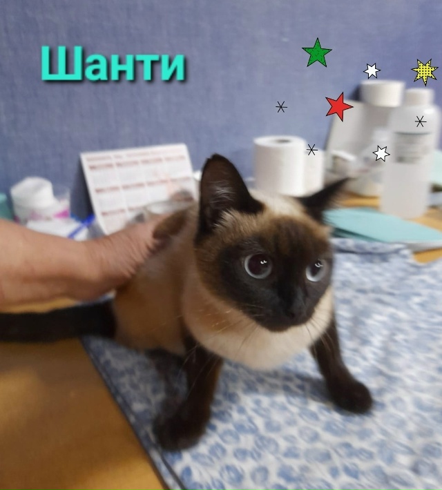 КРАСОТА 😽 - СТРАШНАЯ СИЛА❗️
Это пословица про кошечк?...