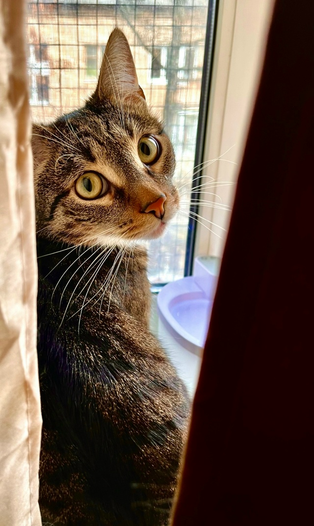 Максик 🐈‍⬛ солнышко ☀️ наш любимый мальчик!