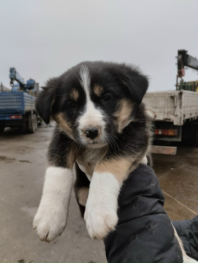 Ищем дом и добрые руки для щенков.🐕🐩🐶🐾
+7920679-34-78 Вик?...