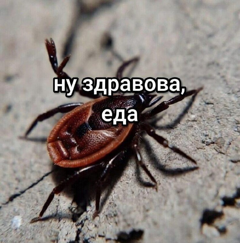 В Москве проснулись клещи, сообщили в Службе санитарной оценки объектов.