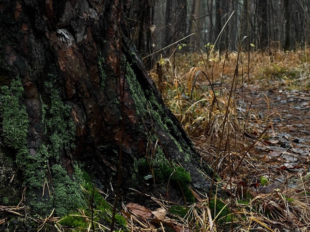 Атмосферные снимки из Асбеста передают дух осени🍂
???...
