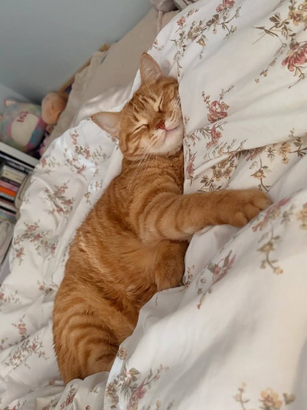 Нет нитиво лучше чем споть :3