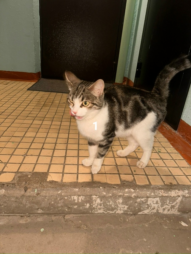 #ПотерялиНашлиПомогите
1 Добрый день, появилась кошеч...