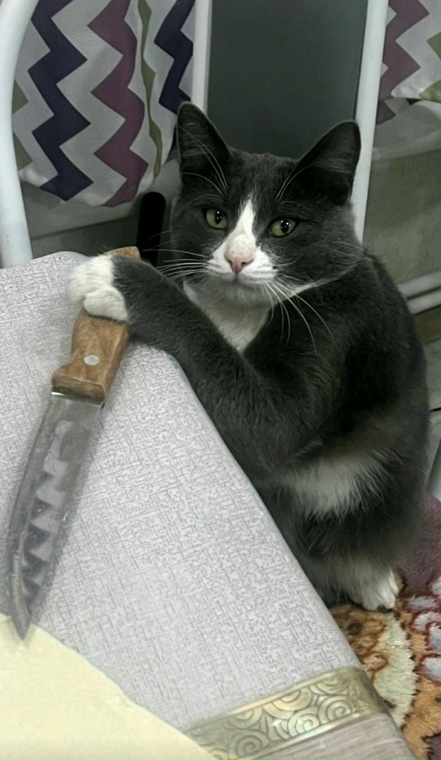 🎉 Интерактив для всех хвостатых и пушистых!
Давайте у?...