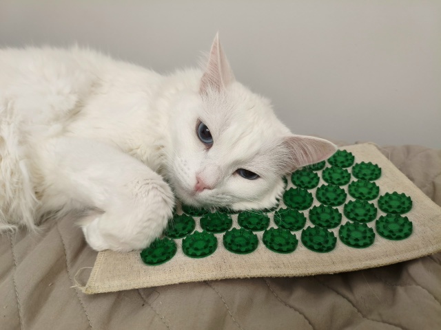 #КотянСутоевич опять самомассажируется