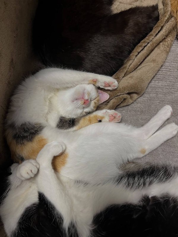 Вырубаемся споть :3