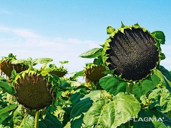 Всем доброго вечера!
Вечером все дневные дела законче?...